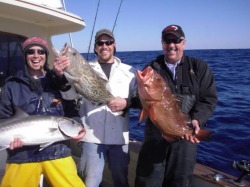 Red Grouper Amberjack Gag Grouper