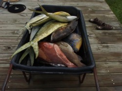 Mahi Grouper Trigger Fish